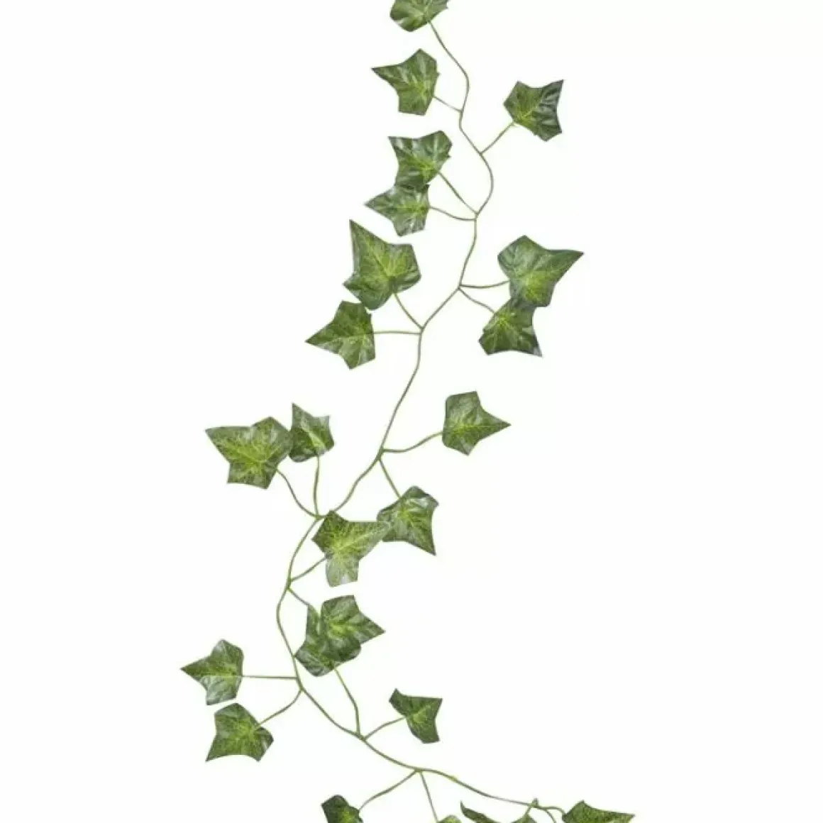 Decoratieve Klimop 2M (5St) Beautiful Botanics Ginger Ray